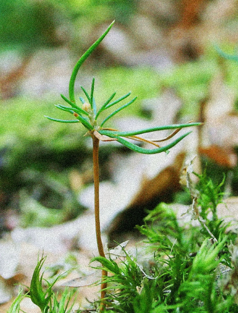 Une pousse sort de terre, prête à croitre.