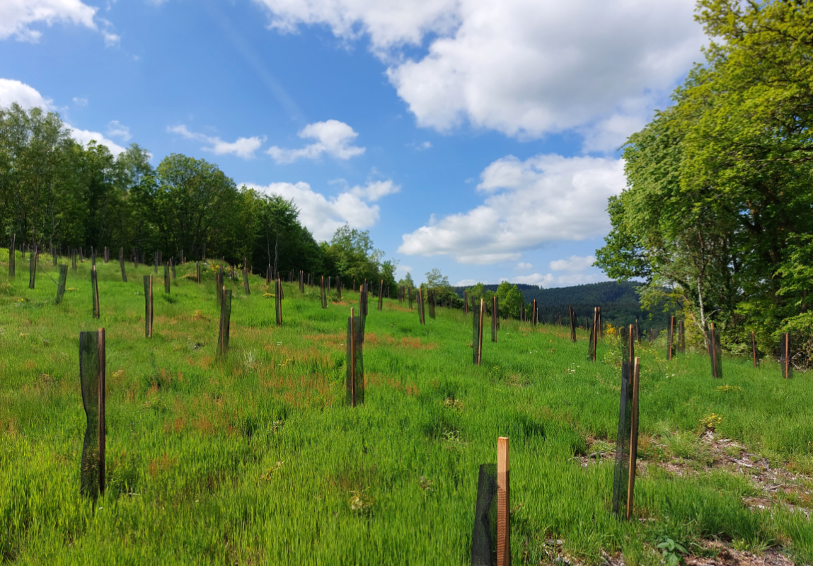 Un reboisement en Haute-Vienne
